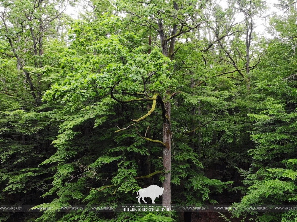 Зеленели дубы и островерхие пихты вековые - фото