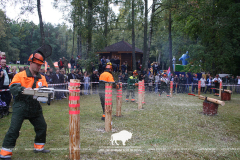 Как прошёл День работника леса в Беловежской пуще 