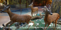 Museum of Nature