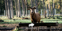 Open-air cages with wild animals
