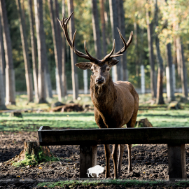 Open-air cages with wild animals