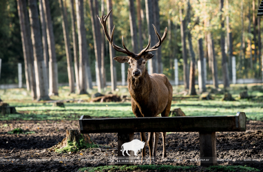 Open-air cages with wild animals