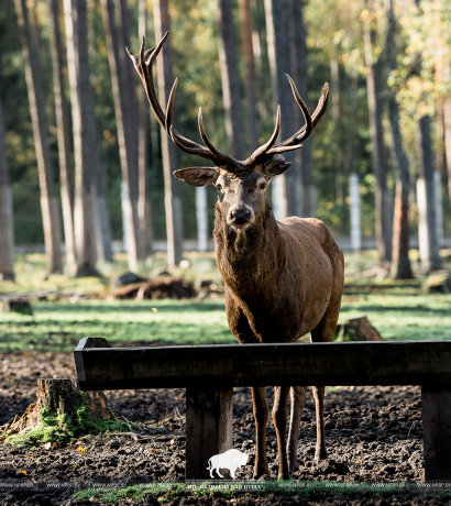 Open-air cages with wild animals