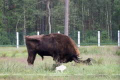 Open-air cages with wild animals