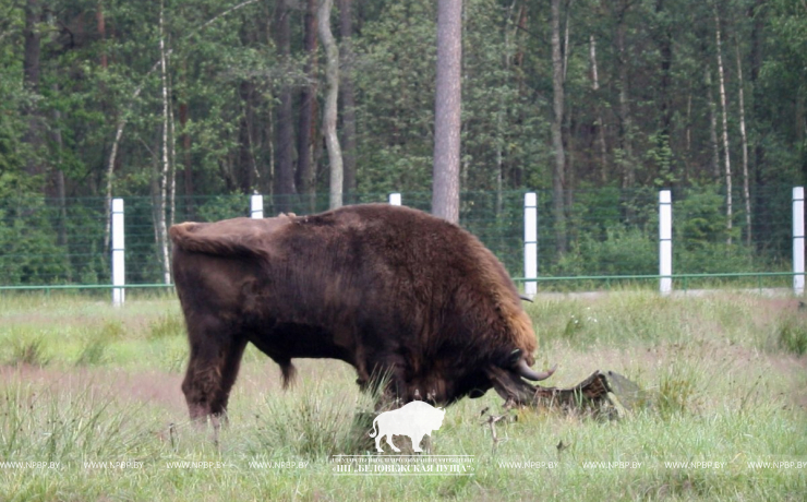 Open-air cages with wild animals