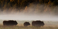 Phototour "World of wild nature" - see the bison and stand still!
