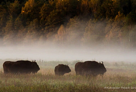 Phototour "World of wild nature" - see the bison and stand still!