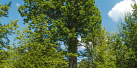 Patriarch Oak