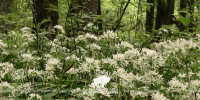 Flora