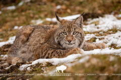 European lynx