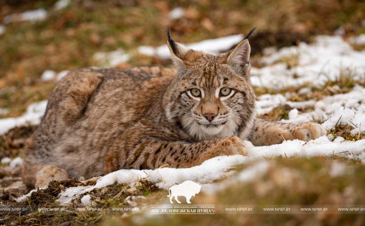 European lynx