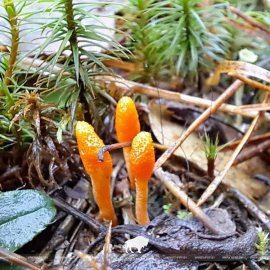 Оранжевые «булавы» в лесу: особенности биологии Cordyceps militaris