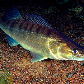 Установление запрета на лов судака