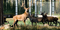Open-air cages with wild animals