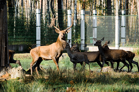 Open-air cages with wild animals