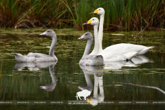 1 апреля – Международный день птиц 