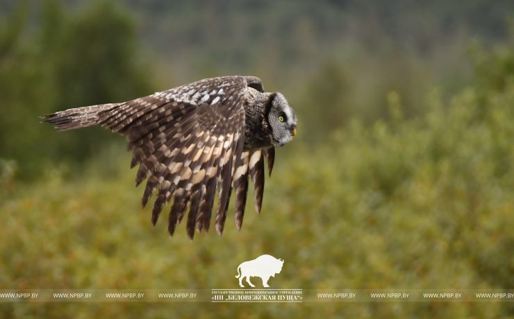 1 апреля – Международный день птиц 