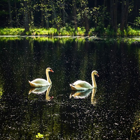 Lake ring