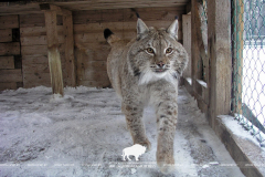 Open-air cages with wild animals