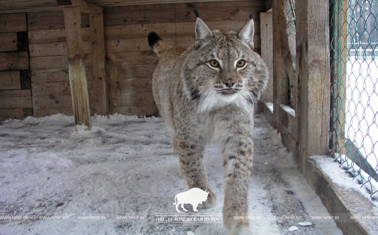 Open-air cages with wild animals