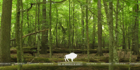 Reserved Oak Forest