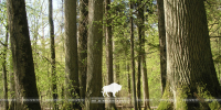 Visit the primeval forest!