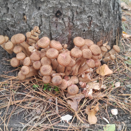 Осенние грибы