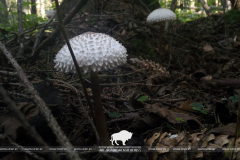 Новый редкий  «краснокнижный» гриб обнаружен в Беловежской пуще