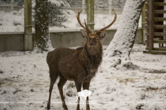 Open-air cages with wild animals