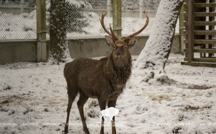 Open-air cages with wild animals