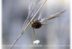 Как защититься от клещей в Беловежской пуще