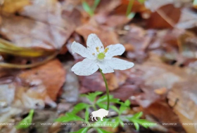 Первоцветы распустились в ГПУ НП «Беловежская пуща»