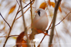 1 апреля – Международный день птиц 