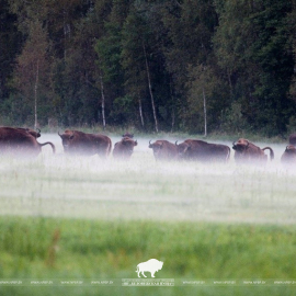 Родословная книга зубров 2024