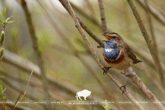 1 апреля – Международный день птиц 