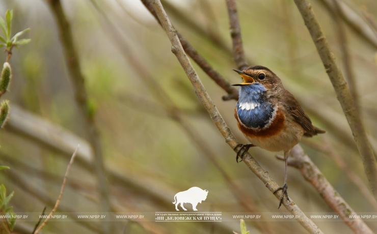 1 апреля – Международный день птиц 