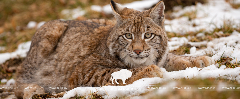 European lynx