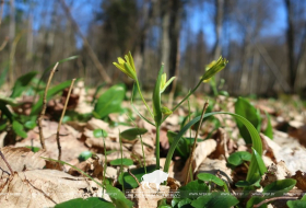 Весенний солнечный вестник 