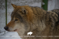 Open-air cages with wild animals