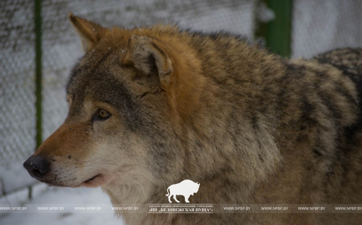 Open-air cages with wild animals