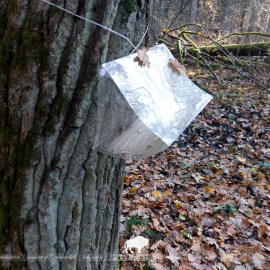 Зимняя пяденица