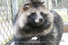 Open-air cages with wild animals