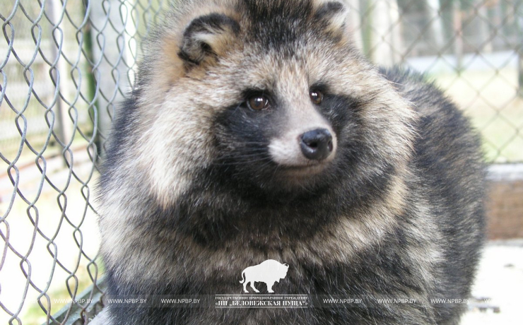 Open-air cages with wild animals