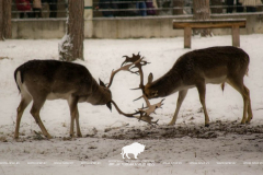 Open-air cages with wild animals