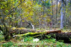 Pagan oak forest