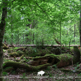 Полезные-вредные насекомые 