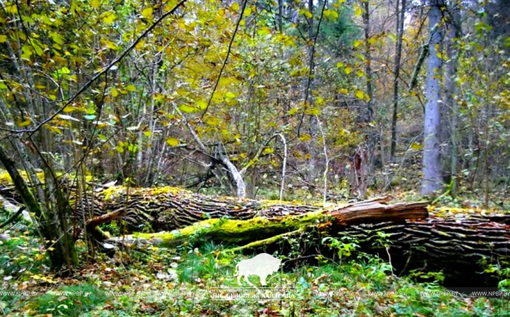 Pagan oak forest