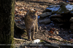 European lynx