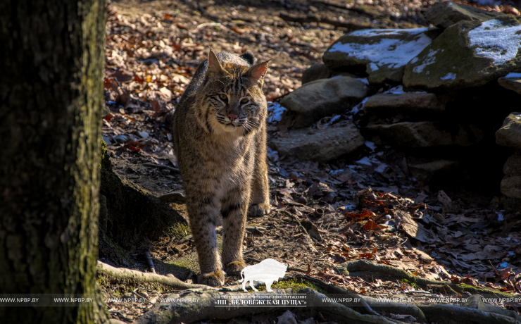 European lynx