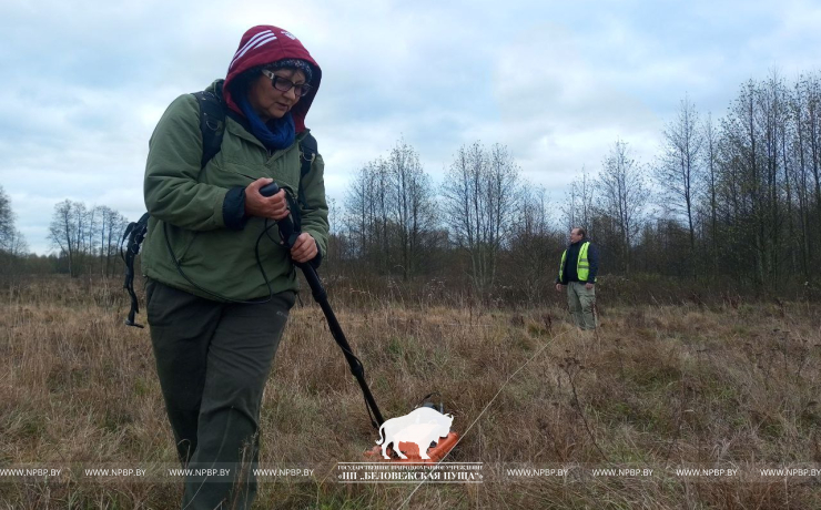 Тайны археологии Беловежской пущи раскрываются с помощью радиотехнического зондирования